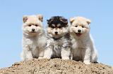 CHIEN FINNOIS DE LAPONIE 551